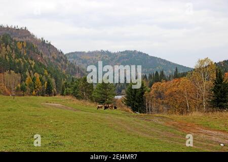 Alcune mucche colorate pascolano su erba verde sullo sfondo di montagne boscose. Paesaggio autunnale. Foto Stock