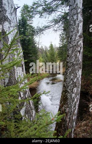 Vista insolita da dietro due birches su un ruscello nella foresta. Foto Stock