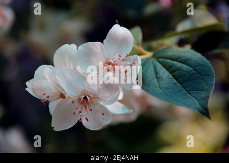 Immagine macro di un fiore con petali bianchi, stami rossi e una singola foglia verde. Foto Stock
