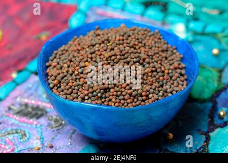 Senape verde (Brassica juncea) semi di senape Foto Stock