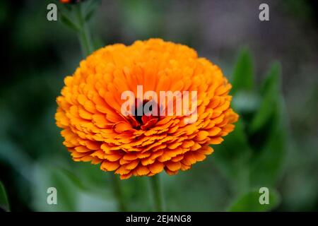 Macro immagine di sorprendente fiore arancione con nucleo nero. Foto Stock