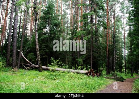 Un albero sradicato nella foresta si trova vicino a un percorso forestale. Foto Stock