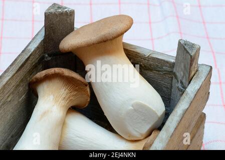 Re tromba fungo (Pleurotus eryngii) in scatola di legno Foto Stock