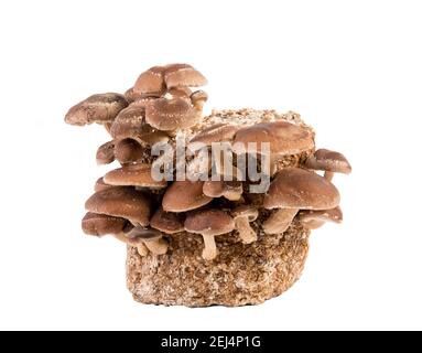 Gruppo di funghi Shiitake commestibili, edodi di Lentinula che crescono su tronchi, isolati su sfondo bianco. Studio shot, spazio per la copia. Foto Stock