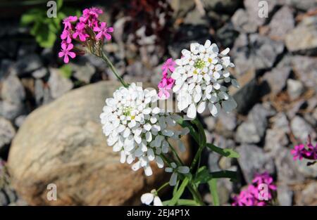 Primo piano del ramo lilla. Fiori bianchi e rosa sullo sfondo di una dispersione di pietre. Foto Stock