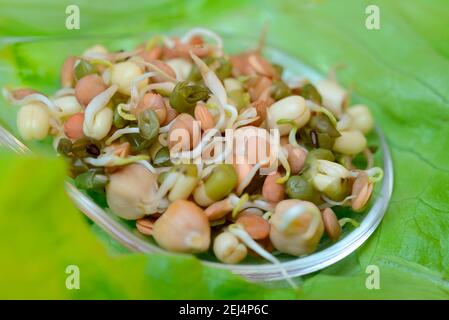 Germogli misti di lenticchie, fagioli e ceci, germogli di lenticchie, germogli di fagioli, germogli di ceci, server per insalate Foto Stock