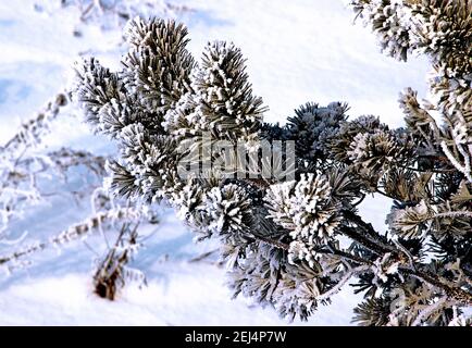 Splendida vista del ramo del pino toccato da brina sullo sfondo bianco della neve. Foto Stock