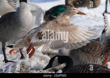 Leucisitic Mallard femmina e le sue figlie di colore più chiaro Foto Stock