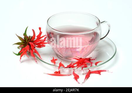 Ortica indiana, tè indiano ortica, tazza da tè e fiori, tè melissa d'oro (ibrido Monarda) Foto Stock