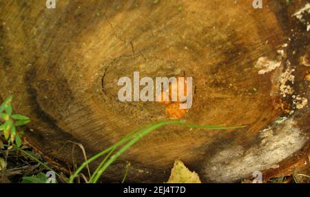 Tre funghi piccoli sul taglio di un albero. Immagine macro. Foto Stock