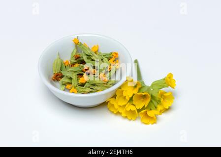 Cowslip comune (Primula veris), fiori freschi e secchi Foto Stock