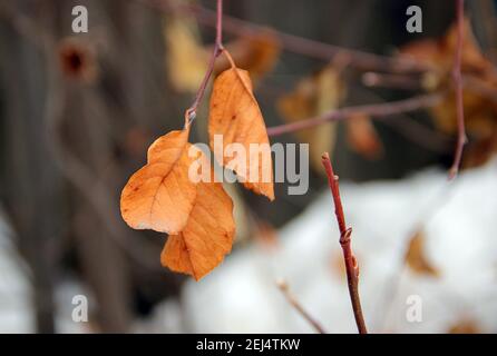 Tre foglie di autunno gialle appese a un ramoscello. Foto Stock