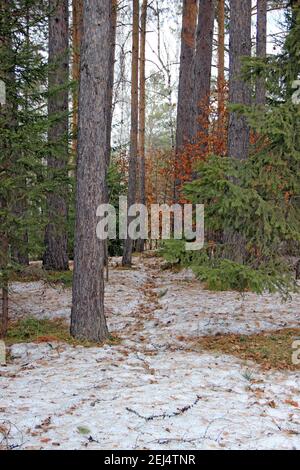 Abete rosso, pino e betulla nella foresta siberiana in inverno. Paesaggio incantevole. Foto Stock