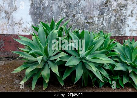 Swan-neck Sagave (Agave attenuata) , Madeira, Portogallo Foto Stock