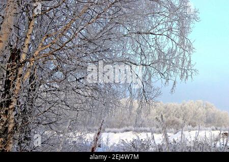 Vista su un boschetto attraverso i rami di betulla in inverno. E chiaro cielo verde-blu gelido. Foto Stock