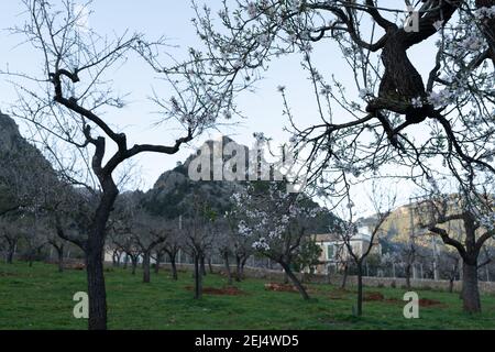 Bella immagine di mandorle in fiore, in una fattoria a Bunyola, Maiorca, Spagna Foto Stock