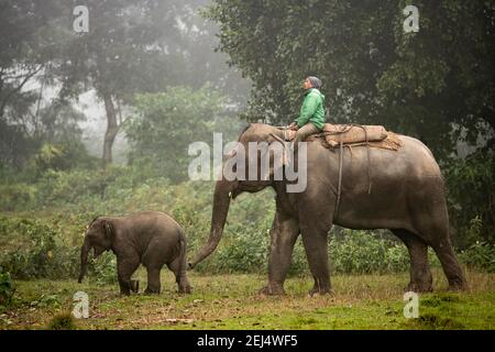 Lavoro elefante con pilota e giovani nella giungla, Elephant Breeding Center, Chitwan National Park Sauraha, Nepal Foto Stock