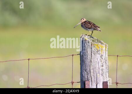 Un Snipe di Wilson si trova su un posto recintato al Carden Alvar Provincial Park in Ontario, Canada. Foto Stock