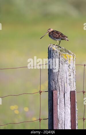 Un Snipe di Wilson si trova su un posto recintato al Carden Alvar Provincial Park in Ontario, Canada. Foto Stock