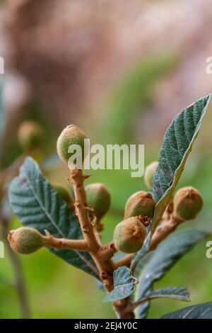 Lombate appena germogliate sull'albero. Diversi lochat maturi hanno appena germogliato su un albero di lochat. Foto Stock