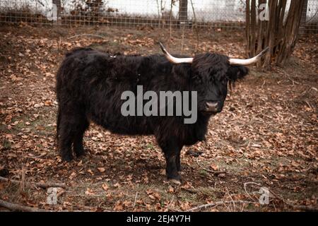 Comportamento di Bos mutus in un'azienda agricola nelle zone rurali Foto Stock