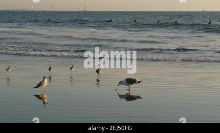 LOS ANGELES CA USA - 16 NOV 2019: California estate Venezia spiaggia estetica. Gabbiano di mare vicino alle onde di marea paisifica dell'oceano. Molti surfisti aspettano Foto Stock