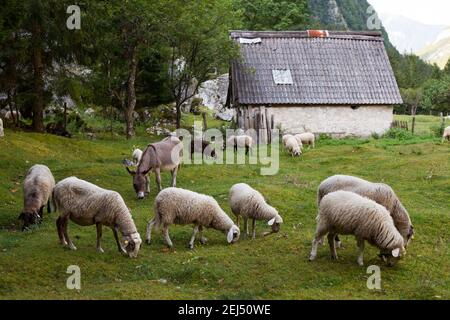 Allevamento ovino tradizionale nelle valli alpine della Slovenia. Pecora Bovec con asino al pascolo con fienile sullo sfondo. Foto Stock