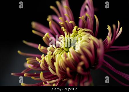 Una macro fotografia di una mamma di ragno viola e verde (Chrysanthemum x morifolium) su uno sfondo nero semplice. Foto Stock