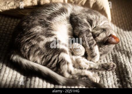 Gatto grigio tabby adagiato su un letto ai raggi del sole e dormendo coprendo il suo muso con le sue zampe. Ricreazione Foto Stock