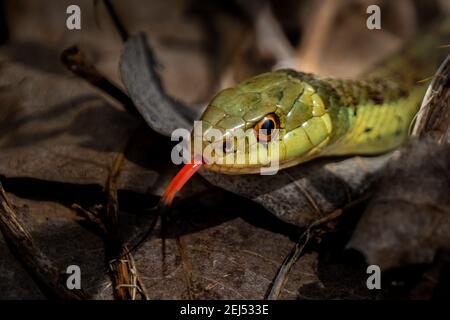 Un serpente Garter comune (Thamnophis sirtalis) un ritratto nel sole estivo. Foto Stock