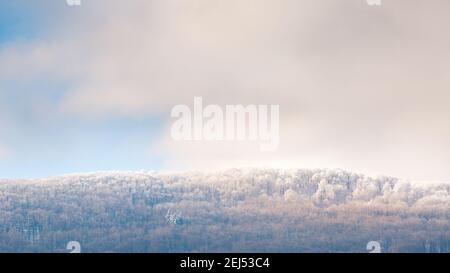 Snow covered trees on top of the Kassel Mountains in dreamy sunlight Foto Stock