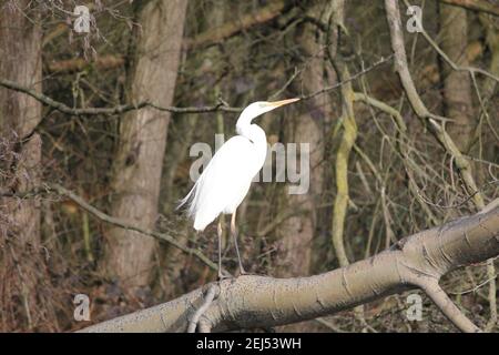 Grande egret nel citypark Staddijk a Nijmegen, Paesi Bassi Foto Stock