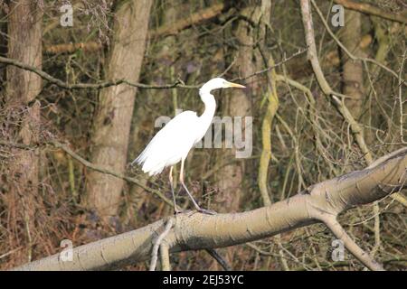 Grande egret nel citypark Staddijk a Nijmegen, Paesi Bassi Foto Stock