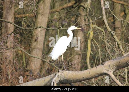 Grande egret nel citypark Staddijk a Nijmegen, Paesi Bassi Foto Stock