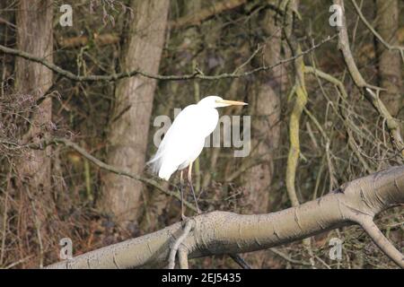 Grande egret nel citypark Staddijk a Nijmegen, Paesi Bassi Foto Stock