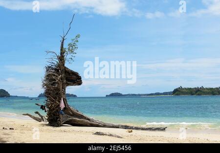 Driftwood su una spiaggia tropicale. Foto Stock