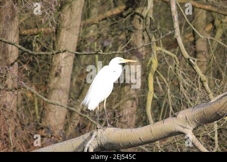 Grande egret nel citypark Staddijk a Nijmegen, Paesi Bassi Foto Stock