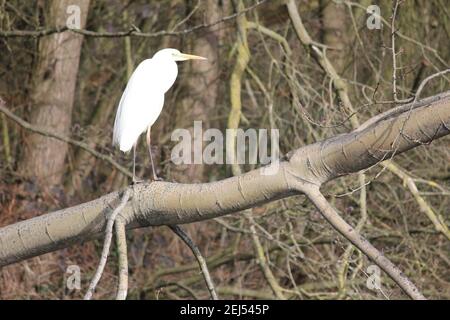 Grande egret nel citypark Staddijk a Nijmegen, Paesi Bassi Foto Stock