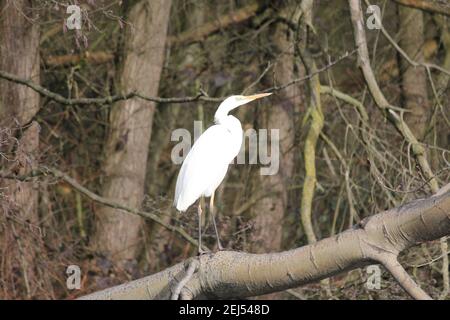 Grande egret nel citypark Staddijk a Nijmegen, Paesi Bassi Foto Stock