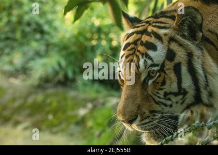 Faccia tigre tigre panthera tigris india Foto Stock