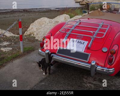 Auto cabriolet rosso open-top retrò in vendita e gatto vicolo nero vicino alla costa del Mediterraneo nella città vecchia di Larnaca, Cipro. Foto Stock