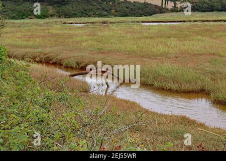 Il fiume marrone e tortuoso Otter scorre attraverso la pianura alluvionale e la riserva naturale di Budleigh Salterton, Devon, prima di entrare nel mare. Foto Stock