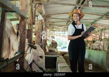 La donna sorridente che indossa il cappello da cowboy controlla le mucche che che mangiano mentre trasportano tavoletta sullo sfondo del capannone di vacca Foto Stock