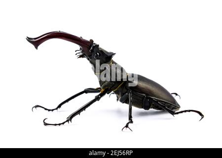 Coleottero isolato su sfondo bianco (Lucanus Cervus) Foto Stock