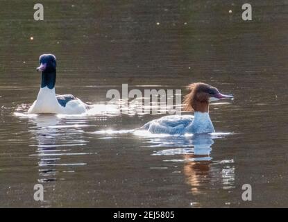 Goosanders maschio e femmina ( Mergus Merganser) nuotando nel fiume Almond, West Lothian, Scozia. Foto Stock