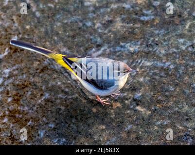 Gray Waggail, (Motacilla cinerea), West Lothian, Scozia. Foto Stock