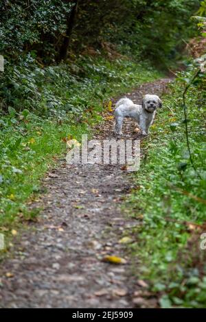 Cockaoo su un sentiero, Canaston Wood, Pembrokeshire Foto Stock