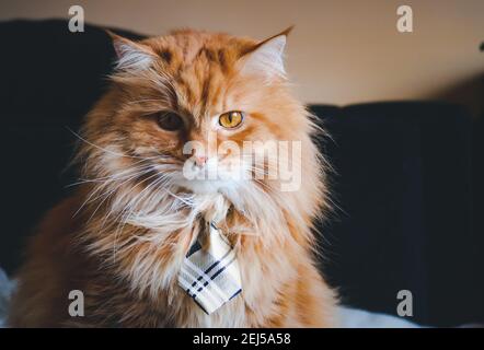 Felino di zenzero morbido con cravatta di prua Foto Stock