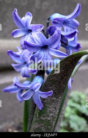 Hyacinthus orientalis ‘Blue Festival‘ Hyacinthus Blue Festival – giacinto blu orlato in viola, febbraio, Inghilterra, Regno Unito Foto Stock