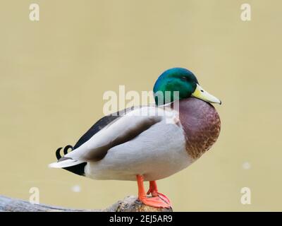 Un maschio Mallard Duck (Anas platyrhynchos) che perching su un log. Foto Stock